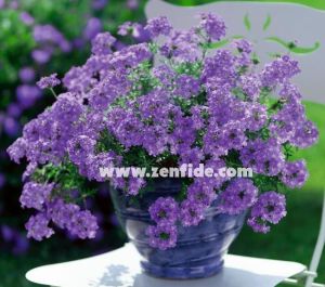 Lavanta sarkan yer minesi çiçeği fidesi verbena samira lavender