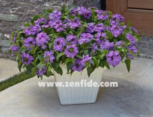 Lavanta sarkan yer minesi çiçeği fidesi verbena samira lavender