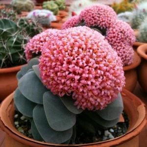 Crassula morgans beauty sukulent bitki