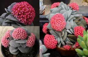 Crassula morgans beauty sukulent bitki