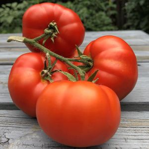 Erkenci domates tohumu soğuğa dayanıklı sub arctic plenty heirloom tomato