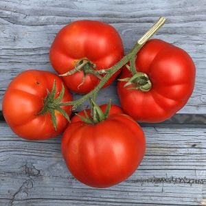 Erkenci domates tohumu soğuğa dayanıklı sub arctic plenty heirloom tomato