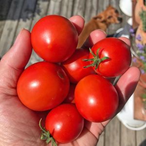 Erkenci domates tohumu soğuğa dayanıklı sub arctic plenty heirloom tomato