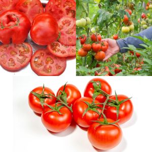 Erkenci domates tohumu soğuğa dayanıklı sub arctic plenty heirloom tomato