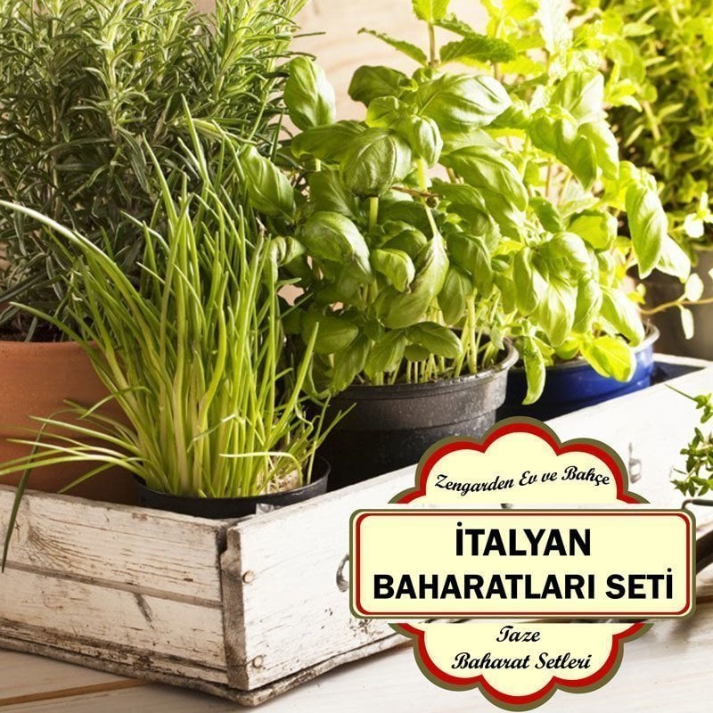İtalyan baharatları seti saksıda