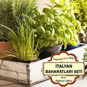 İtalyan baharatları seti saksıda