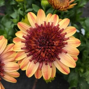 Katlı bodrum papatyası fidesi ithal erato double orange center