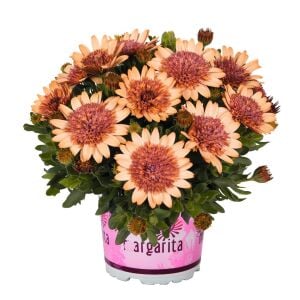 Katlı bodrum papatyası fidesi ithal erato double orange center