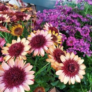 Katlı bodrum papatyası fidesi ithal erato double orange center