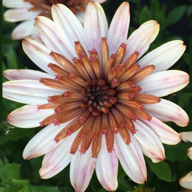 Katlı bodrum papatyası fidesi ithal osteospermum orange center