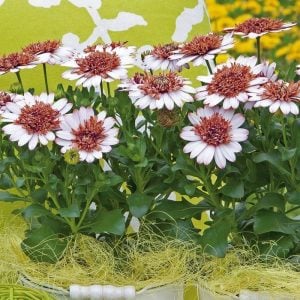 Katlı bakır bodrum papatyası fidesi ithal osteospermum double copper