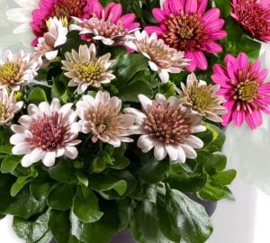 Katlı bakır bodrum papatyası fidesi ithal osteospermum double copper