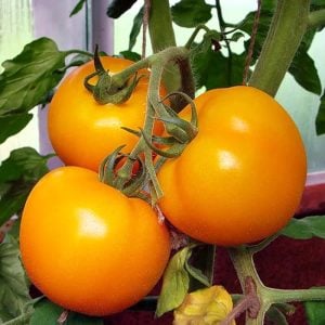 Sarı domates tohumu golden sunray tomato atalık