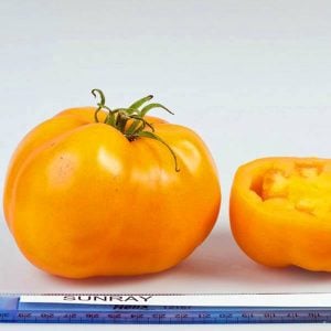 Sarı domates tohumu golden sunray tomato atalık