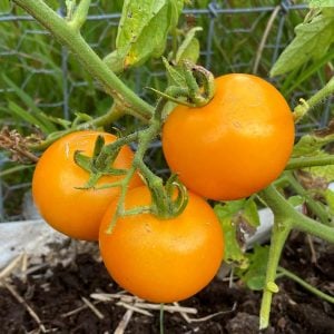 Sarı domates tohumu golden sunray tomato atalık