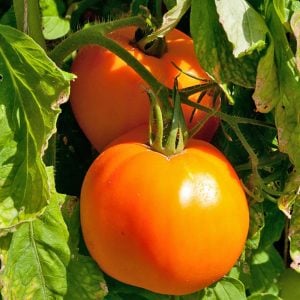 Sarı domates tohumu golden sunray tomato atalık