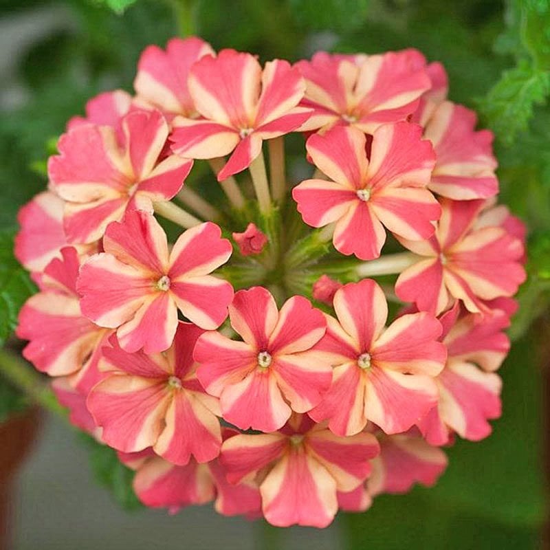 Sarkan mine çiçeği fidesi verbena samira rose star