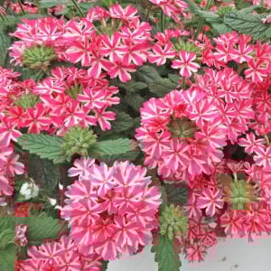 Sarkan mine çiçeği fidesi verbena samira rose star