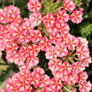 Sarkan mine çiçeği fidesi verbena samira rose star