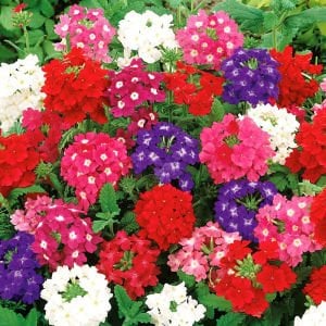 Karışık renk sarkan yer minesi çiçeği fidesi verbena mix