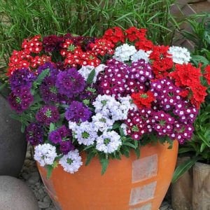Karışık renk sarkan yer minesi çiçeği fidesi verbena mix