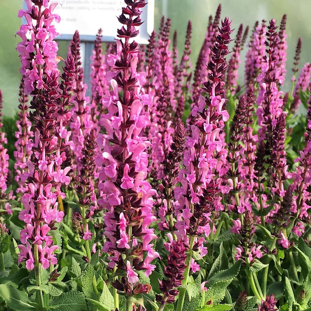 Pembe salvia nemorosa fidesi süs adaçayı rose queen