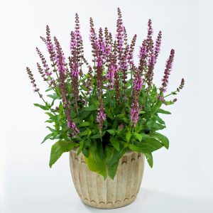 Pembe salvia nemorosa fidesi süs adaçayı rose queen