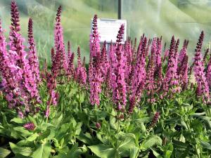 Pembe salvia nemorosa fidesi süs adaçayı rose queen