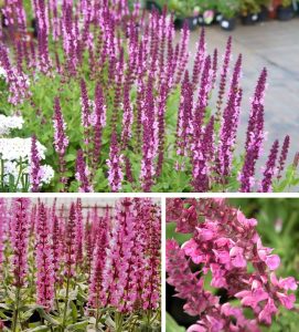 Pembe salvia nemorosa fidesi süs adaçayı rose queen