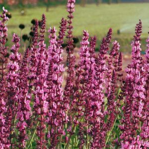 Pembe salvia nemorosa fidesi süs adaçayı rose queen