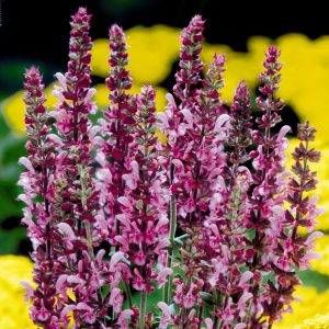 Pembe salvia nemorosa fidesi süs adaçayı rose queen