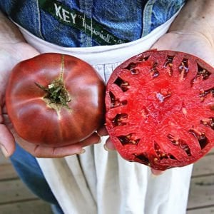 Cherokee mor domates tohumu geleneksel kızılderili domatesi