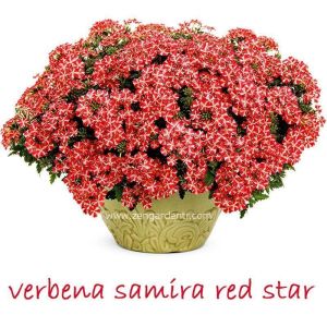 Sarkan mine çiçeği fidesi verbena samira rose star 1 fide