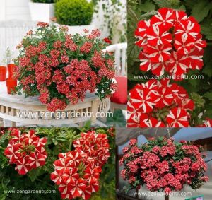 Sarkan mine çiçeği fidesi verbena samira rose star 1 fide