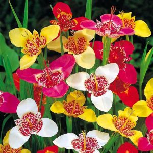 Tigridia soğanı ithal tiger flower karışık renkler