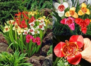 Tigridia soğanı ithal tiger flower karışık renkler