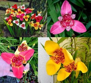 Tigridia soğanı ithal tiger flower karışık renkler