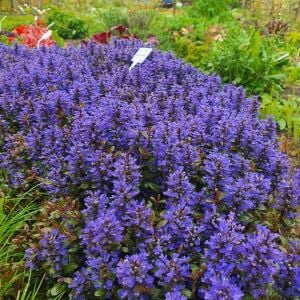 Mini mahogany maun ajuga fidesi yerörtücü bitki