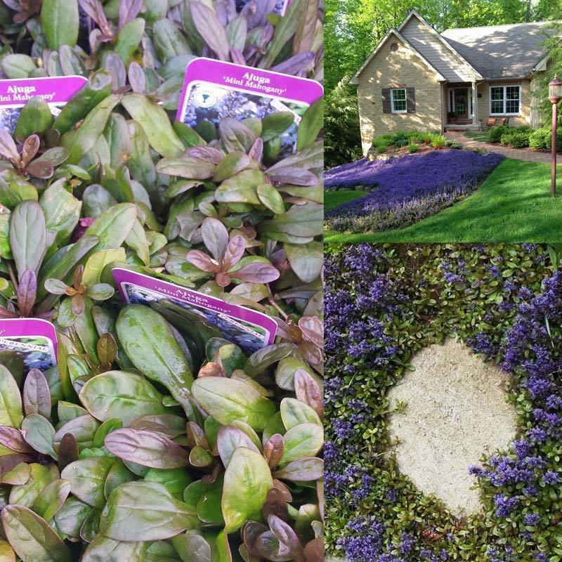 Mini mahogany maun ajuga fidesi yerörtücü bitki