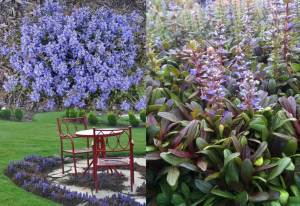 Mini mahogany maun ajuga fidesi yerörtücü bitki