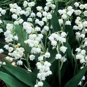 2 adet müge çiçeği soğanı convallaria lily of the valley
