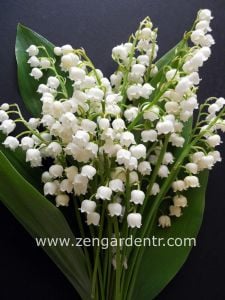 2 adet müge çiçeği soğanı convallaria lily of the valley
