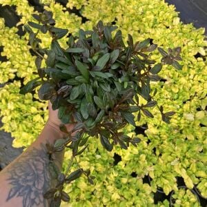 Mini mahogany maun ajuga fidesi yerörtücü bitki