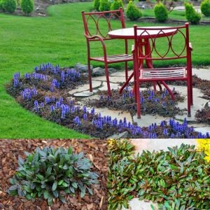 Mini mahogany maun ajuga fidesi yerörtücü bitki