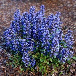 Mini mahogany maun ajuga fidesi yerörtücü bitki