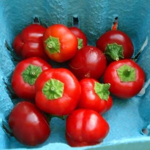 Kiraz acı biber tohumu red cherry hot pepper seeds