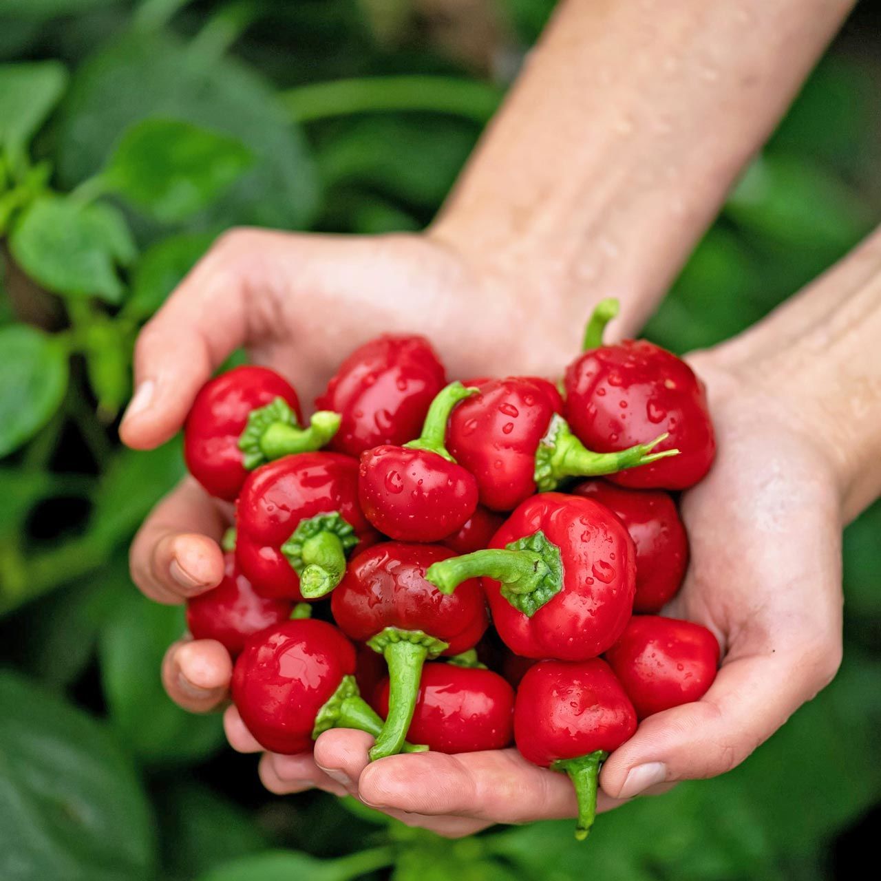 Kiraz acı biber tohumu red cherry hot pepper seeds