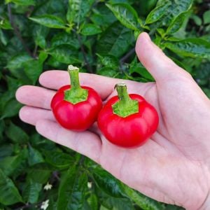 Kiraz acı biber tohumu red cherry hot pepper seeds