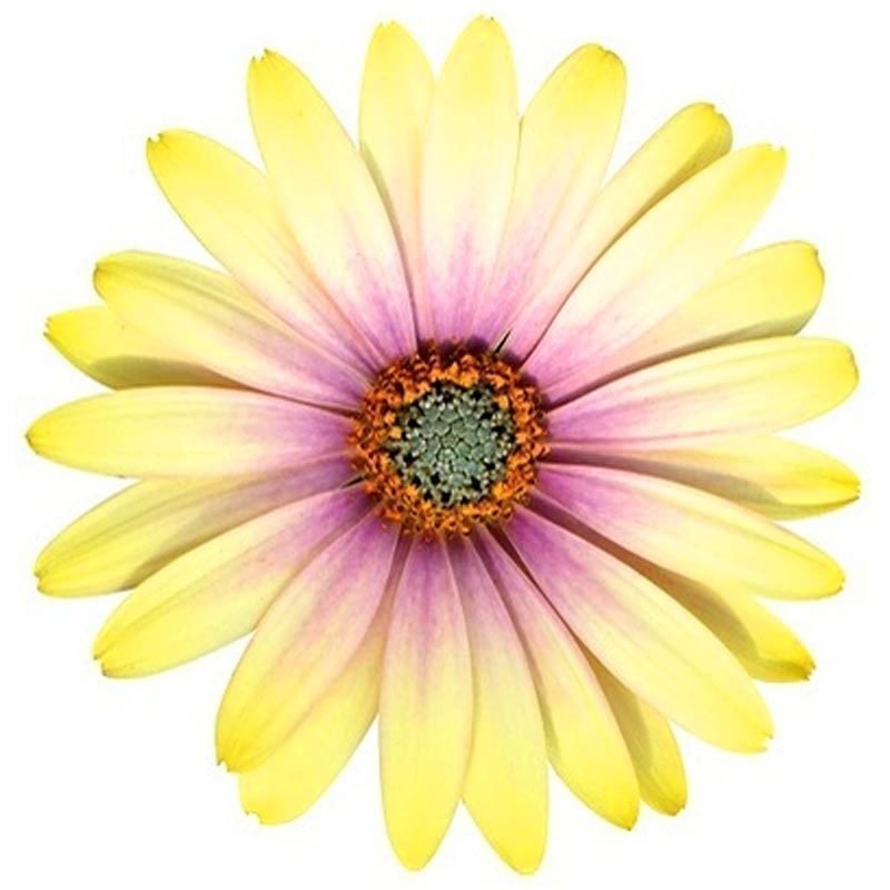 Limon pembe bodrum papatyası fidesi ithal osteospermum erato lemon pink