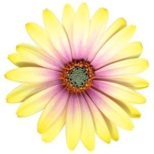 Limon pembe bodrum papatyası fidesi ithal osteospermum erato lemon pink